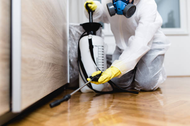 Best Affordable Pest Control Services  in Massanutten, VA