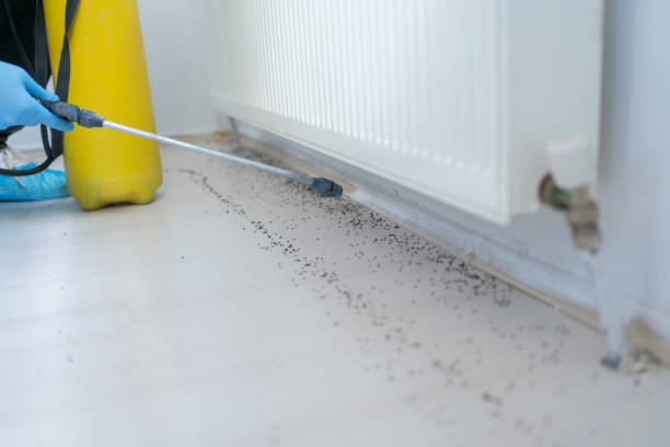 Trusted Massanutten, VA Pest Control Experts